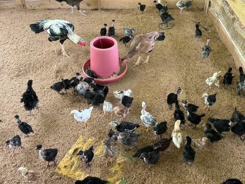 Country Chicken