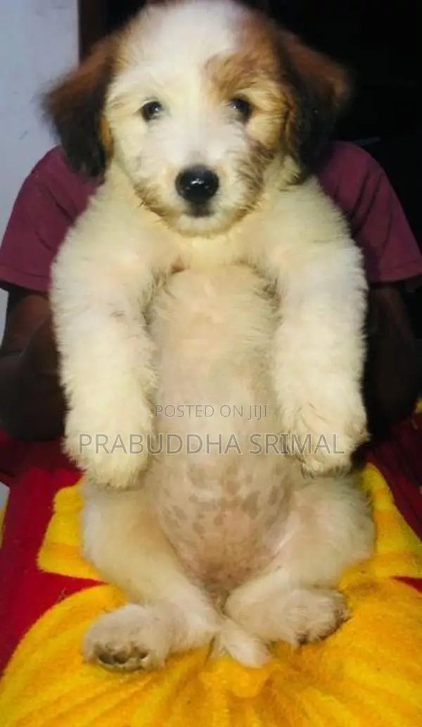 Tibetan Terrier Puppies