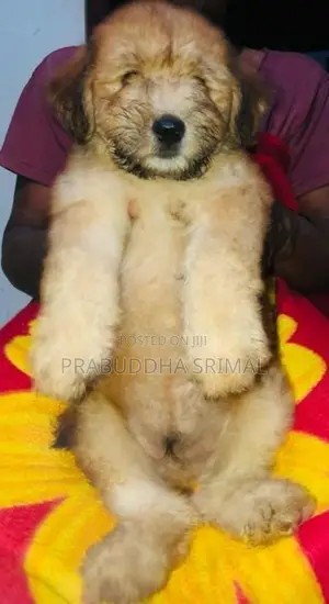Tibetan Terrier Puppies