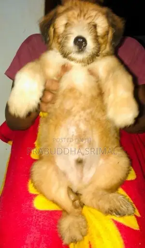 Tibetan Terrier Puppies