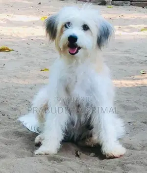 Tibetan Terrier Puppies