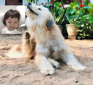 Tibetan Terrier Puppies