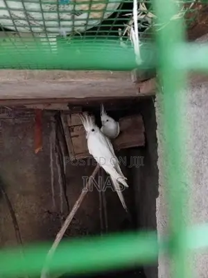 Cockatiel Birds
