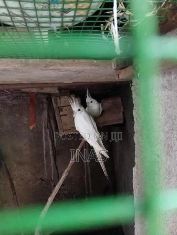 Cockatiel Birds