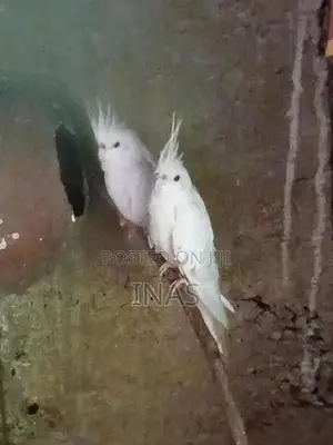 Cockatiel Birds