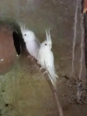 Cockatiel Birds