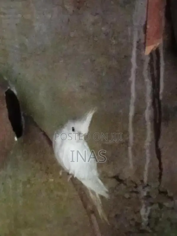 Cockatiel Birds