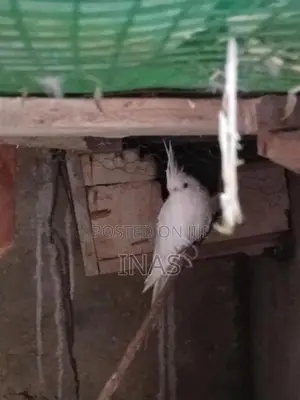 Cockatiel Birds