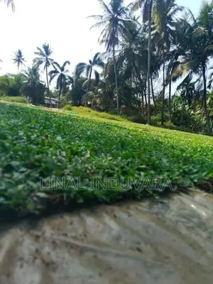 Grass Carpet