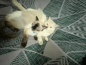 Persian Himalayan Cats
