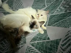 Persian Himalayan Cats