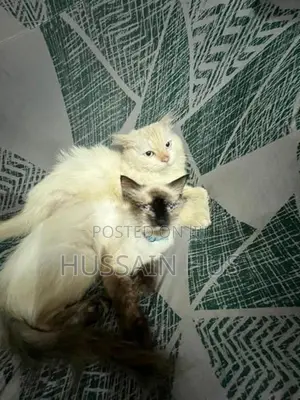 Persian Himalayan Cats