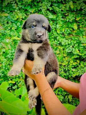 German Shepherd Puppies