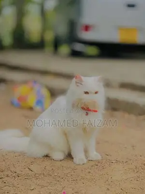 Persian Kitten