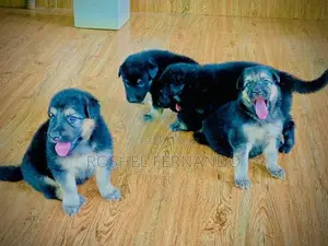 German Shepherd Puppies