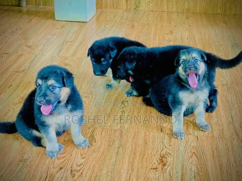 German Shepherd Puppies