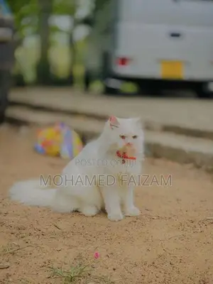 Persian Kitten
