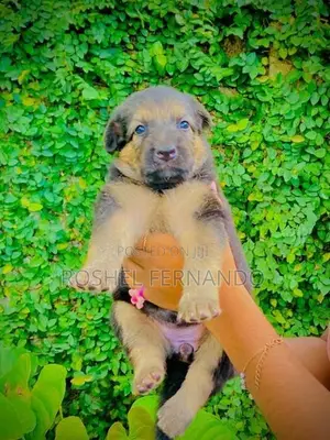 German Shepherd Puppies
