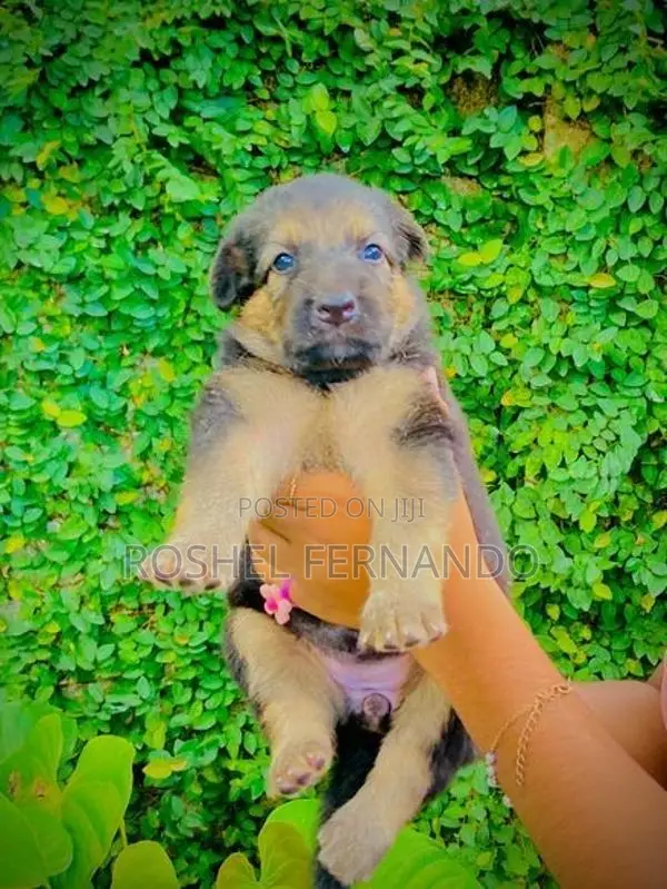 German Shepherd Puppies