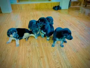 German Shepherd Puppies