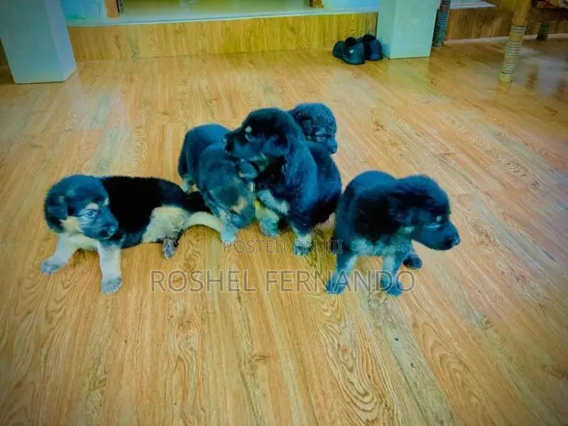 German Shepherd Puppies