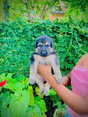 German Shepherd Puppies