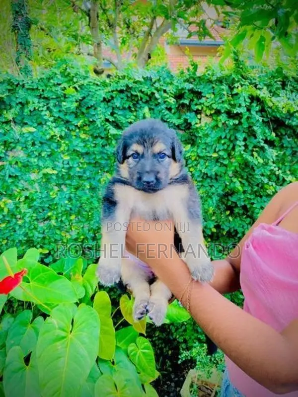 German Shepherd Puppies