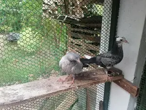 Pigeon