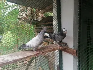 Pigeon