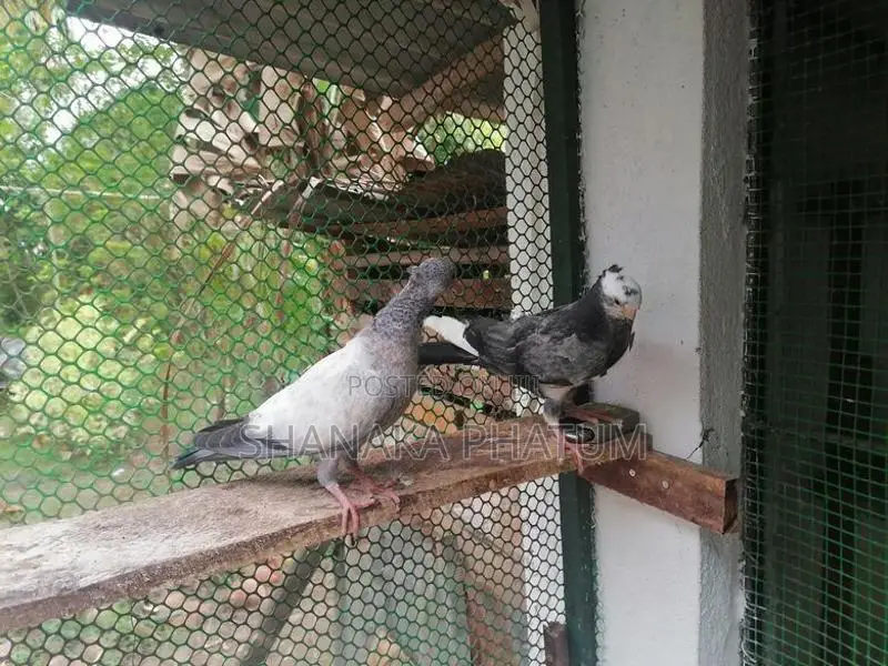 Pigeon