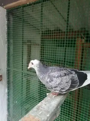 Pigeon