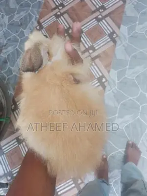 Rabbit