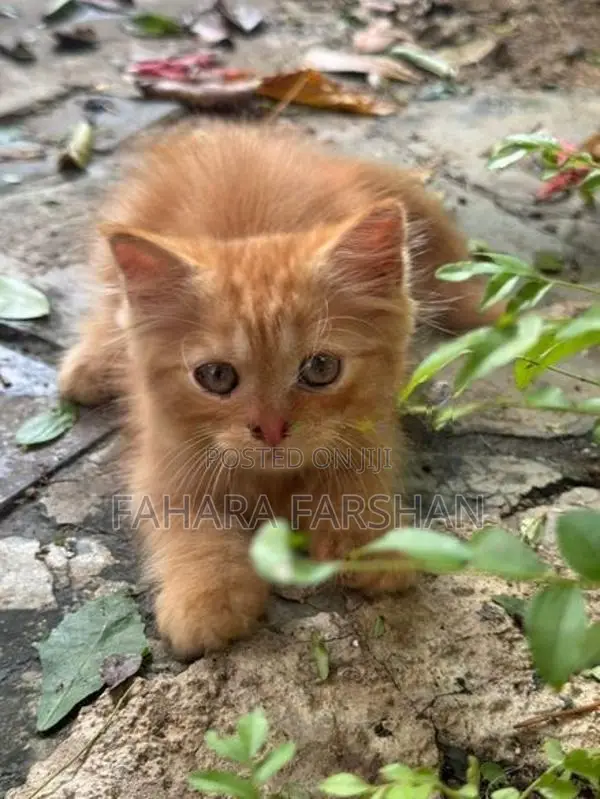 Ginger Persian Kitten