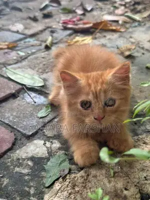Ginger Persian Kitten