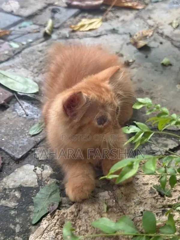 Ginger Persian Kitten