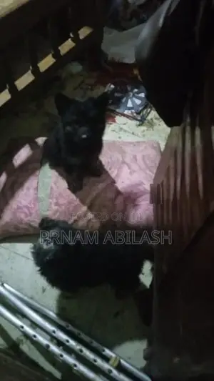 Lion Shepherd Female Puppy