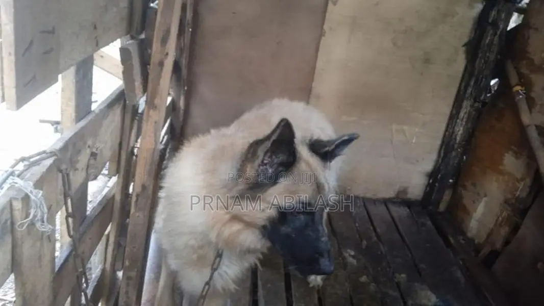 German Shepherd Female