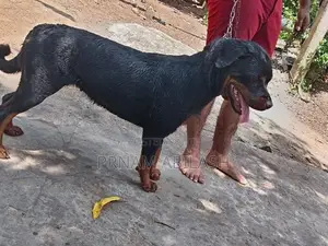 Rottweiler Female Dog
