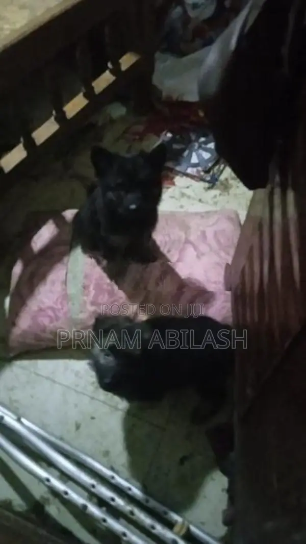 Lion Shepherd Female Puppy