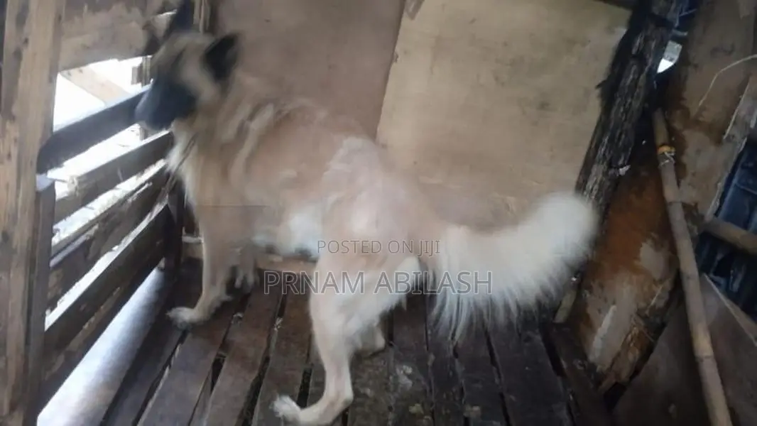 German Shepherd Female