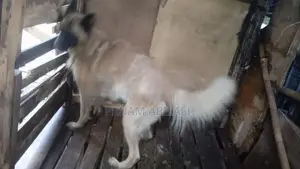 German Shepherd Female