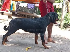 Rottweiler Female Dog