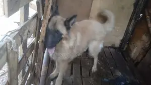 German Shepherd Female