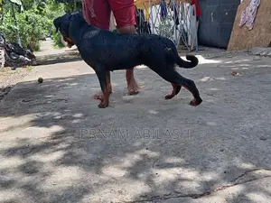 Rottweiler Female Dog