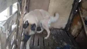 German Shepherd Female