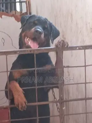 Rottweiler Female Dog