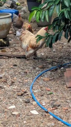 කුකුල් පැටව්