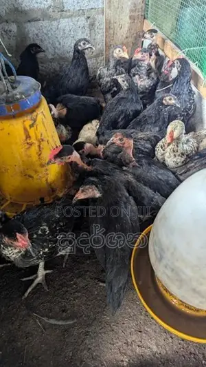 ගම් කුකුල් පැටව්