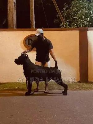 Cane Corso Puppy