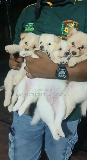 Pomeranian Puppies
